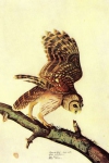 Графика Птицы BARRED OWL